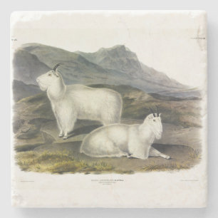 Posavasos De Piedra Cabra de Montaña Rocosa (Capra Americana) por Audu