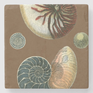 Posavasos De Piedra Cacao Shell