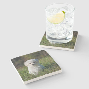 Posavasos De Piedra Cachorro blanco lindo