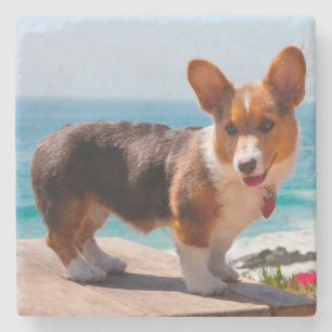 Posavasos De Piedra cachorro de Corgi galés de Pembroke de pie en la m