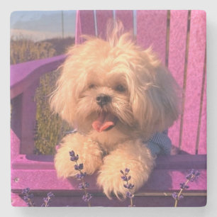 Posavasos De Piedra Cachorro de juguete Shih Tzu lindo y esponjoso, pe