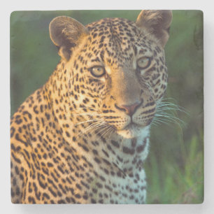 Posavasos De Piedra Cachorro de leopardo macho (Panthera Pardus) adult