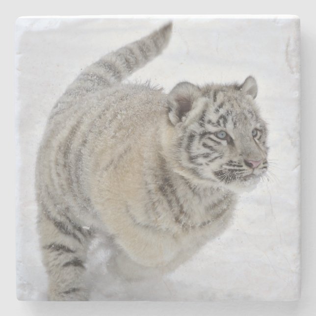 Posavasos De Piedra Cachorro de Tigre Blanco (Anverso)