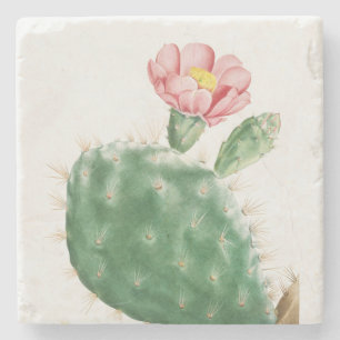 Posavasos De Piedra Cactus Cochenillifer, Ilustración Antigua, 1799