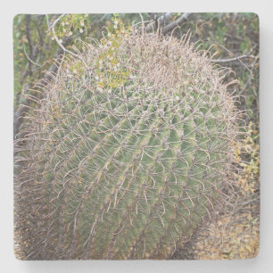 Posavasos De Piedra Cactus de barril en el desierto, Arizona, cuenca s