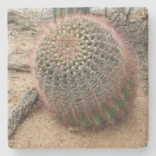 Posavasos De Piedra Cactus de barril en el desierto, Arizona, cuenca s