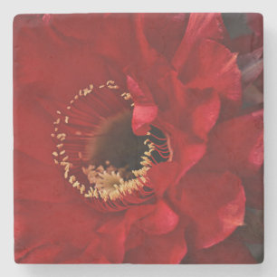 Posavasos De Piedra Cactus de Firelight