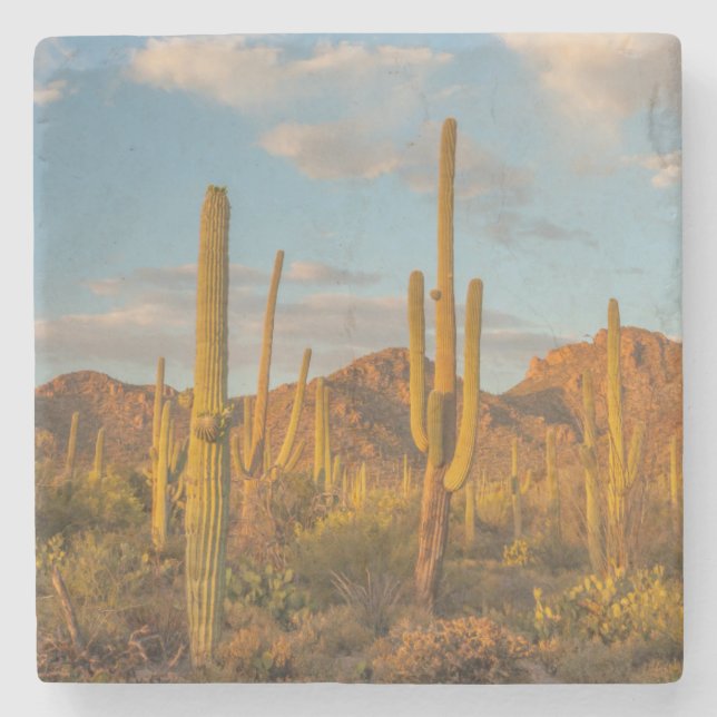 Posavasos De Piedra Cactus de Saguaro al atardecer, Arizona (Anverso)