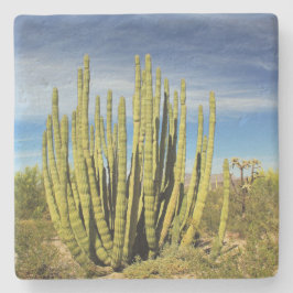 Posavasos De Piedra Cactus de tuberías de órganos en Arizona, montaña 