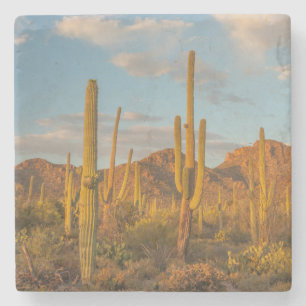 Posavasos De Piedra Cactus saguaro al atardecer, Arizona