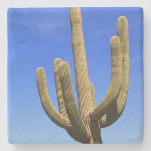 Posavasos De Piedra Cactus Saguaro, Arizona, escayola de piedra cuadra