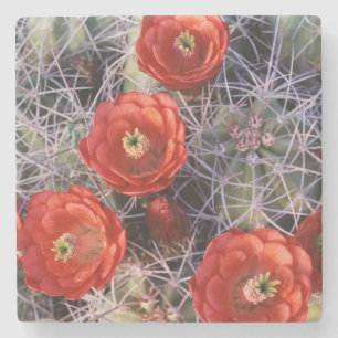 Posavasos De Piedra California, Parque Nacional Joshua Tree, Claret