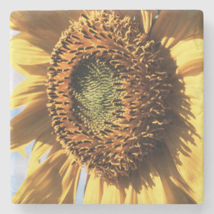 Posavasos De Piedra California, Un Girasol Gigante (Helianthus) 1