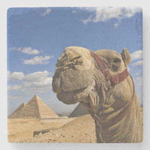 Posavasos De Piedra Camello delante de las pirámides de Giza, Egipto,