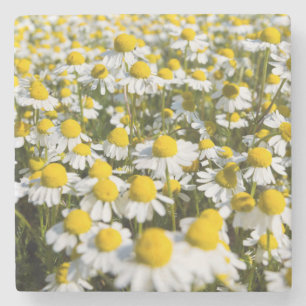 Posavasos De Piedra Campo Chamomile, Hungría