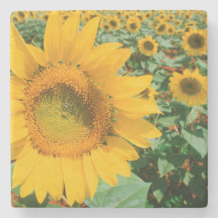 Posavasos De Piedra Campo De Girasoles. Distrito De Heidleberg
