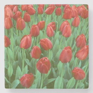 Posavasos De Piedra Campo de tulipanes florece en primavera.