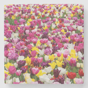 Posavasos De Piedra campo lleno de tulipanes