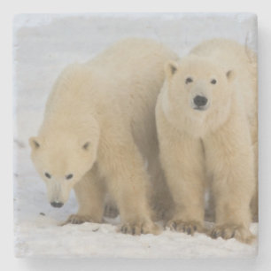 Posavasos De Piedra Canadá, Bahía de Hudson. Osa polar con dos