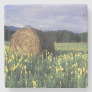 Posavasos De Piedra Canadá, Columbia Británica, Kitwanga. Amarillo