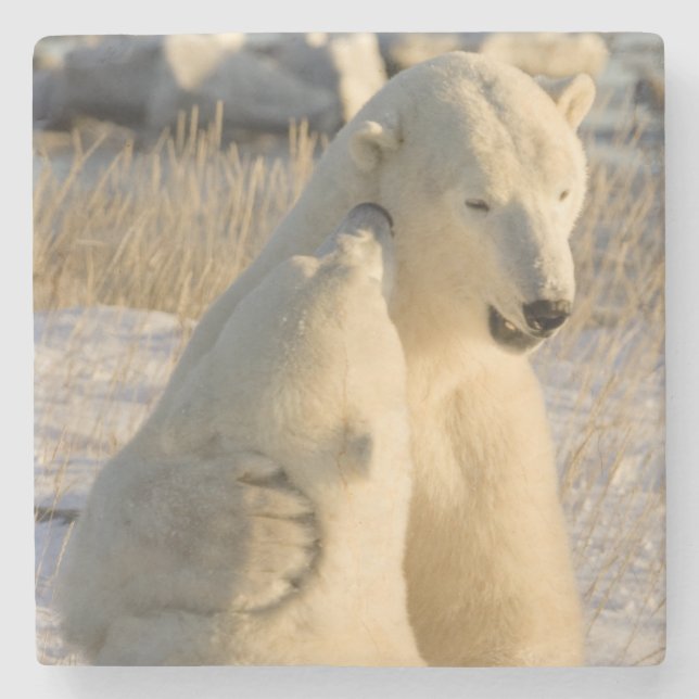 Posavasos De Piedra Canadá, Manitoba, Bahía de Hudson, Churchill. (Anverso)