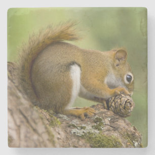 Posavasos De Piedra Canadá, Nueva Escocia, Halifax. Jardines público