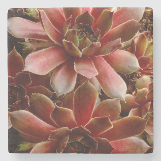 Posavasos De Piedra Canadá, . Planta suculenta (Anverso)