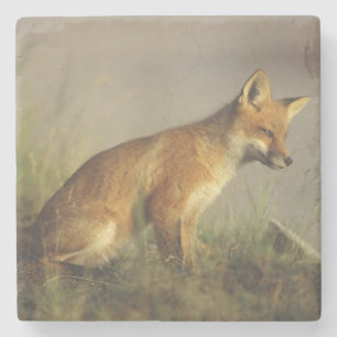 Posavasos De Piedra Canadá, Quebec. Cachorro de zorro rojo al amanecer
