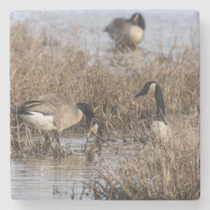 Posavasos De Piedra Canadiense Geese Snack Time