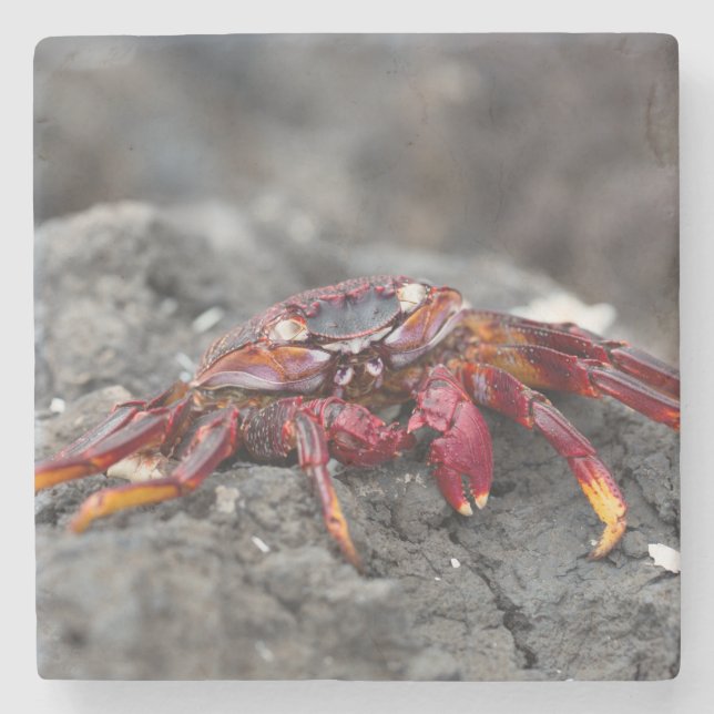 Posavasos De Piedra Cangrejo de roca roja (Anverso)