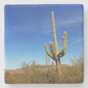 Posavasos De Piedra Cañón del oso - Cactus de Saguaro, escayola de pie