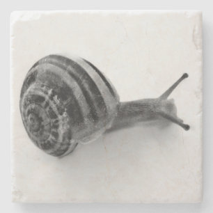 Posavasos De Piedra Caracol blanco y negro