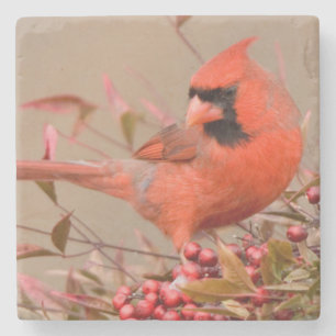 Posavasos De Piedra Cardenal norteño en Bambú celestial Nandina