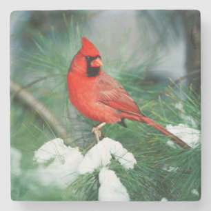 Posavasos De Piedra Cardenal norteño macho en árbol, IL