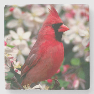 Posavasos De Piedra Cardenal rojo masculino