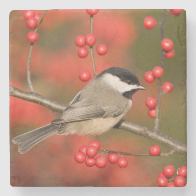Posavasos De Piedra Carolina Chickadee sobre arbusto común de invierno (Anverso)