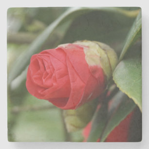 Posavasos De Piedra Cártamo Rojo Hermoso