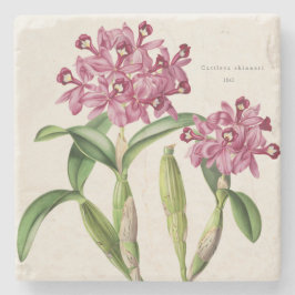 Posavasos De Piedra Cattleya skinneri centroamericana de orquídea rosa