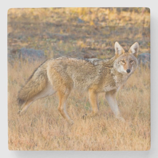 Posavasos De Piedra Caza de Coyote (Canis Latrans) (Anverso)