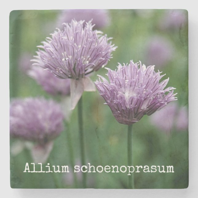 Posavasos De Piedra Cebolletas del jardín (Anverso)