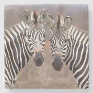 Posavasos De Piedra Cebras comunes, Parque Nacional Kruger