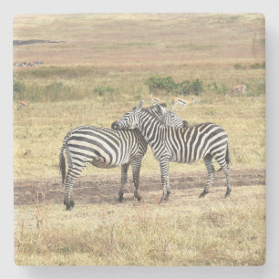 Posavasos De Piedra Cebras Que Muestran Afecto, El Serengeti.