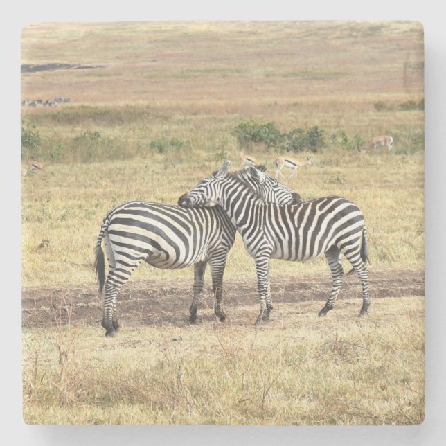 Posavasos De Piedra Cebras Que Muestran Afecto, El Serengeti. (Anverso)