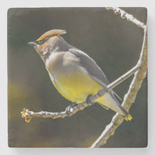 Posavasos De Piedra Cedar Waxwing Songbird Foto original de ave silves