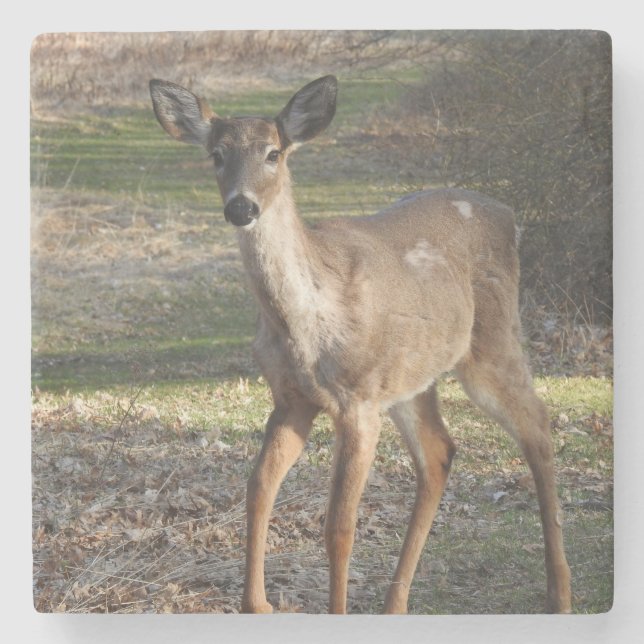 Posavasos De Piedra Cercana al venado de cola blanca (Anverso)
