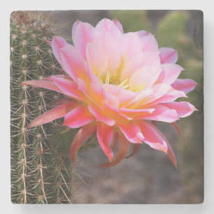 Posavasos De Piedra Cereus en flor de cactus rosa