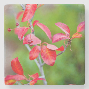 Posavasos De Piedra Cerezo de Virginia Occidental (Prunus Virginiana)