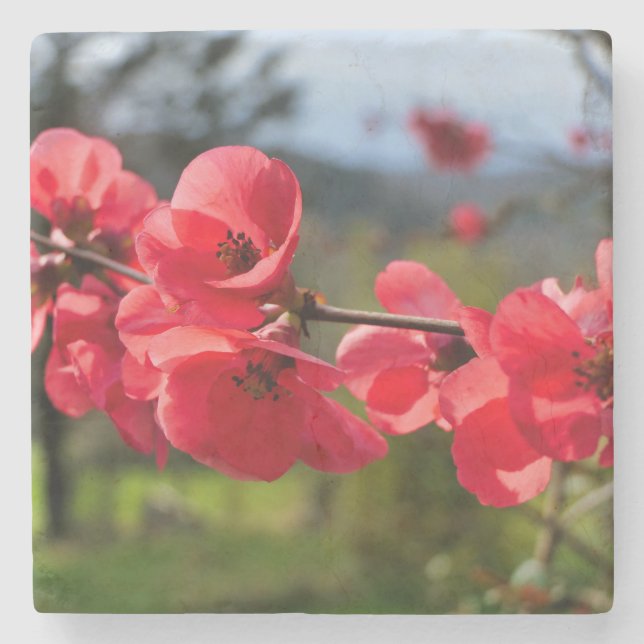 Posavasos De Piedra Chaenomeles speciosa (Anverso)