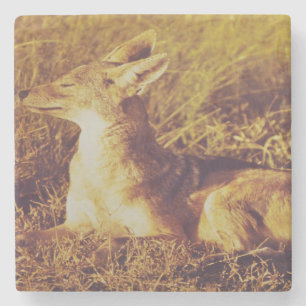 Posavasos De Piedra Chaqueta oliendo el desayuno desde safari lodge