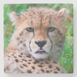 Posavasos De Piedra Cheetah
